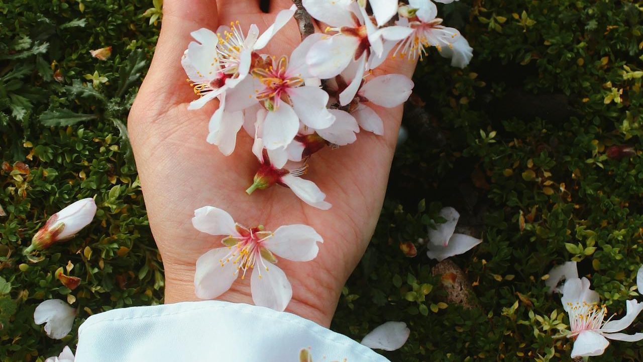 flor almendro primavera e1709754358613 1280x720 1