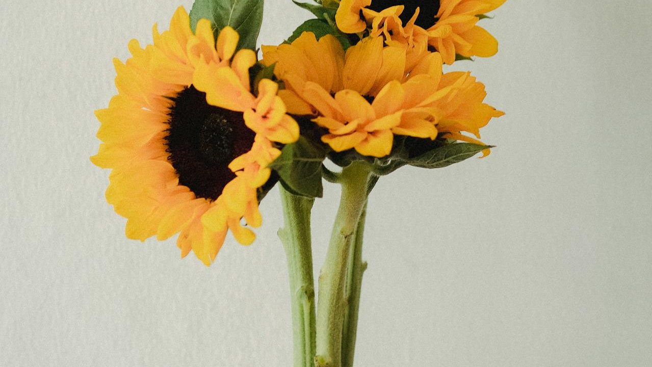 pexels amina filkins 5414339 e1709754301599 1279x720 1